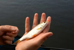 Cresta Spaghetti Balls Blood Red -Visgear Verkoop 5db3d2d7b38b1899